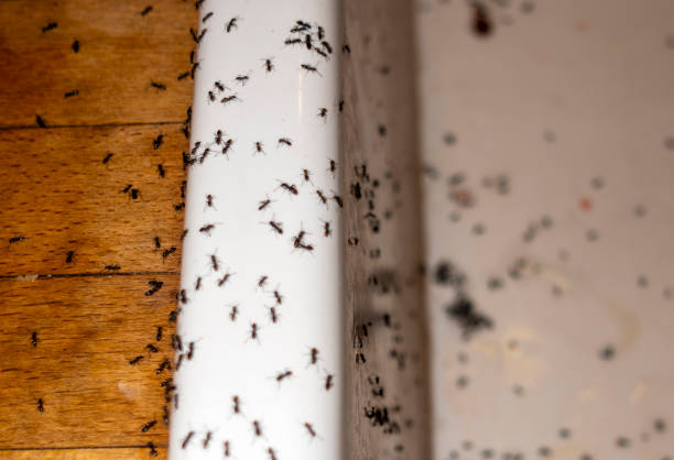 Professional Pest Control in Macungie, PA
