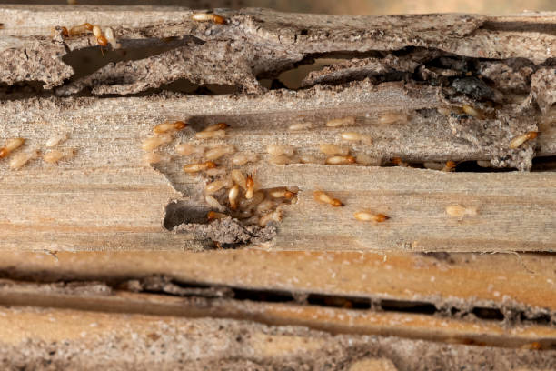 Best Exterminator Services  in Macungie, PA