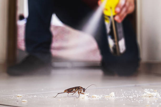 Spider Control Near Me in Macungie, PA